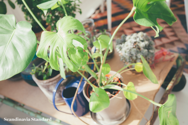 Plants in Sun Room | Scandinavia Standard.jpg