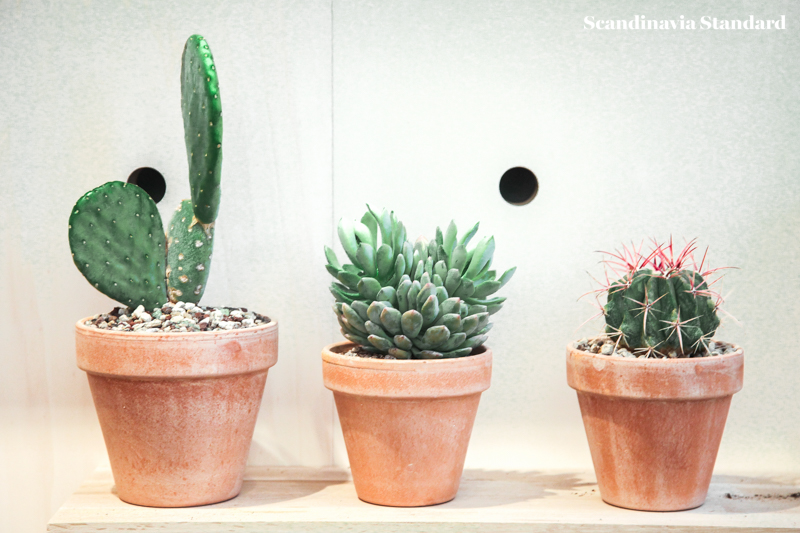 Kaktus Copenhagen - 3 Cacti on Shelf - Jægersborggade | Scandinavia Standard