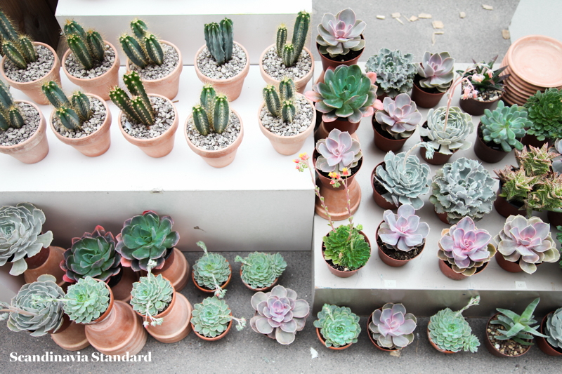 Kaktus Copenhagen Cacti on Street Display - Jægersborggade | Scandinavia Standard