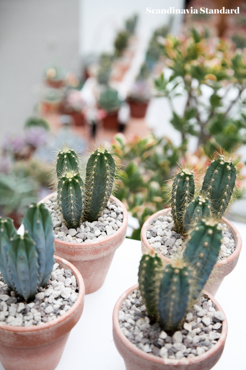 If You're Feeling Prickly: Kaktus Kbenhavn