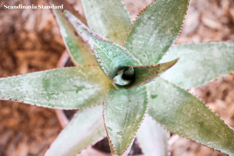 Kaktus Copenhagen - Succulent Close Up - Jægersborggade | Scandinavia Standard