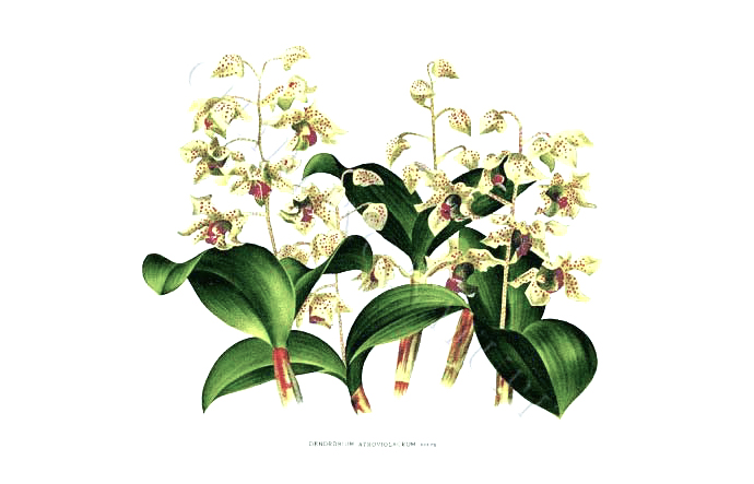 Orchids Botanical Drawing