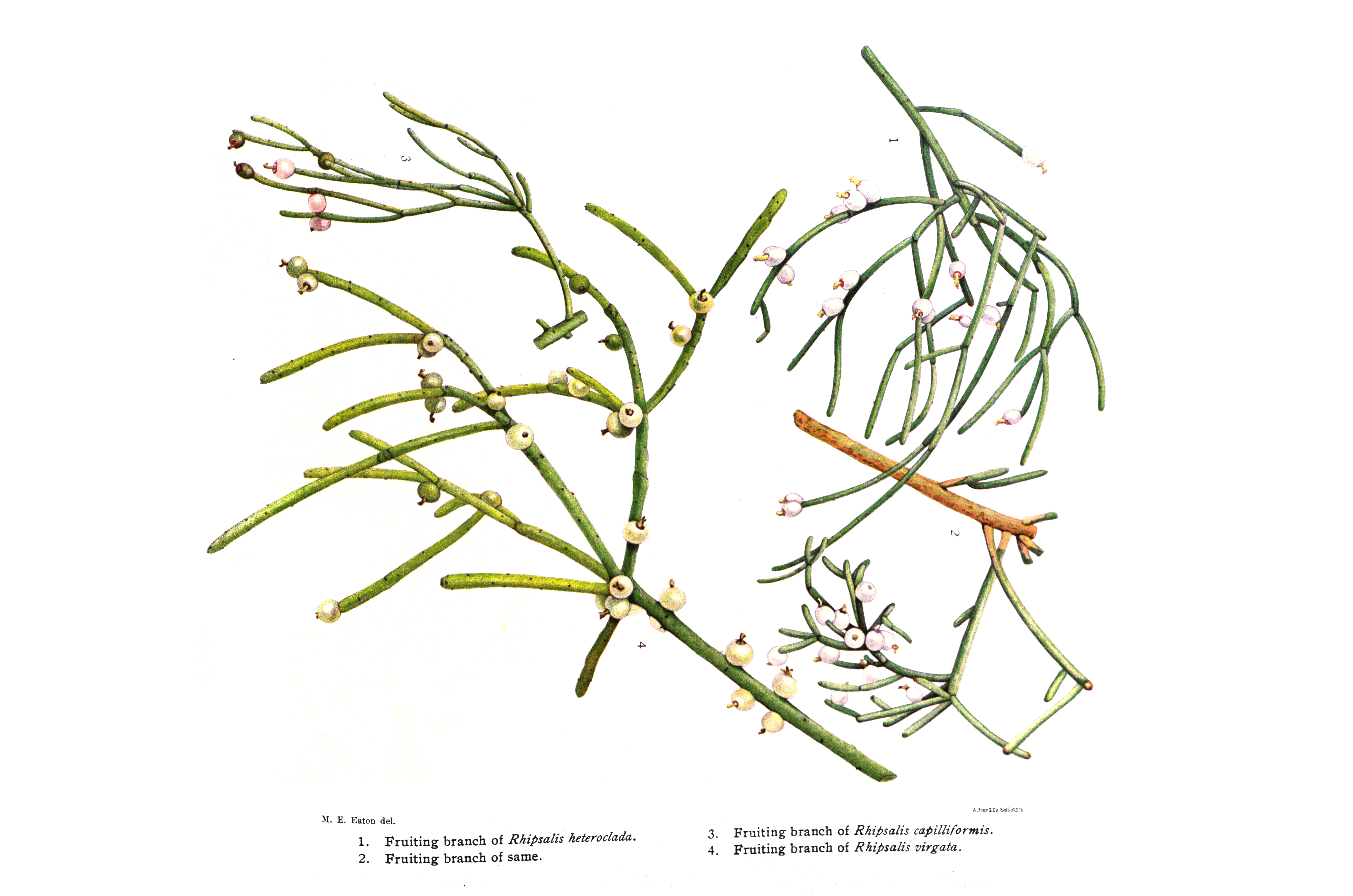 Rhipsalis Paradoxa (Chain Cactus)