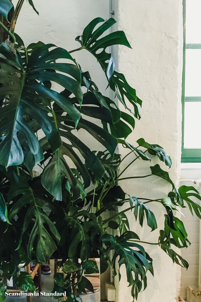 bonanza-coffee-berlin-scandinaiva-standard-4