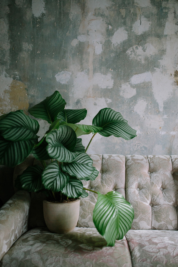 bungalow5_calathea_1-2