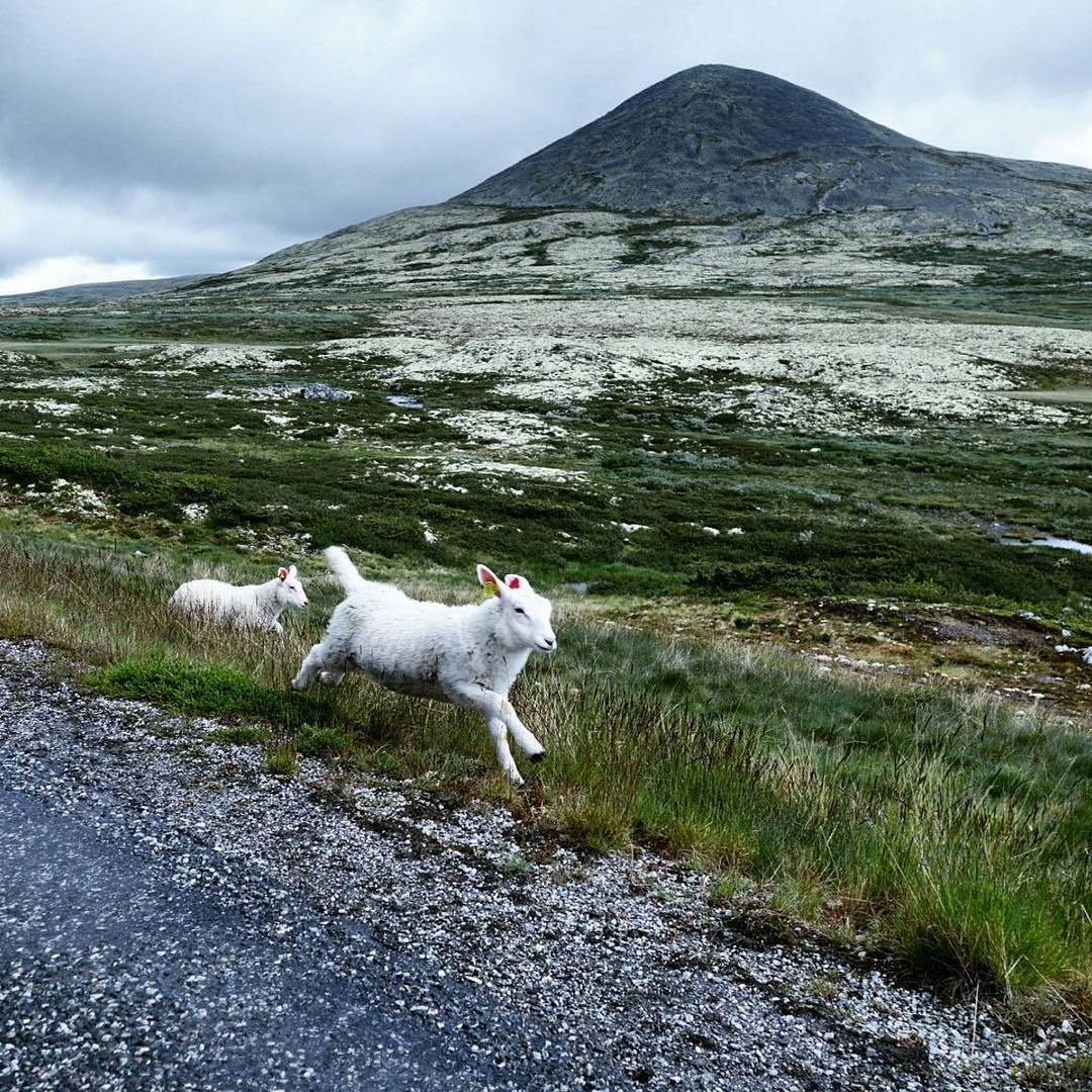 Scandi Six- Norwegian Instagram Account to Follow - Sheepwithaview