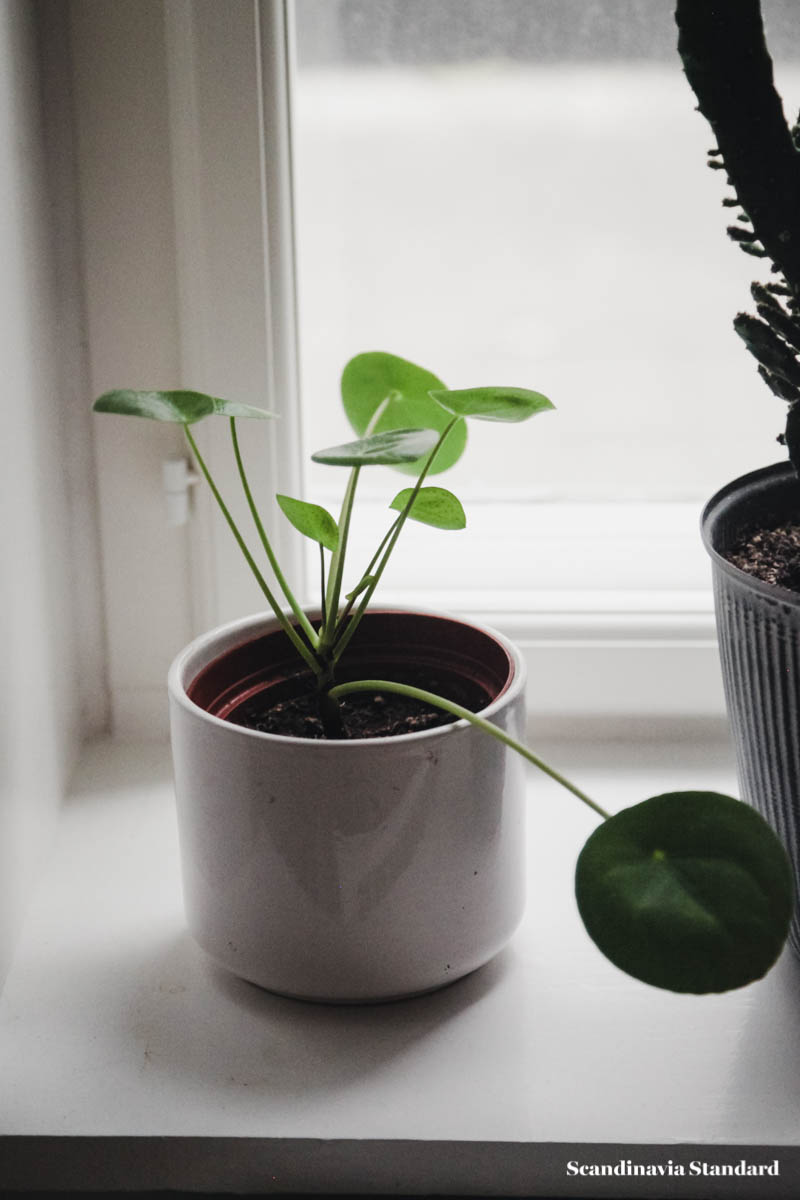 sissel-matts-vanlose-apartment-0716