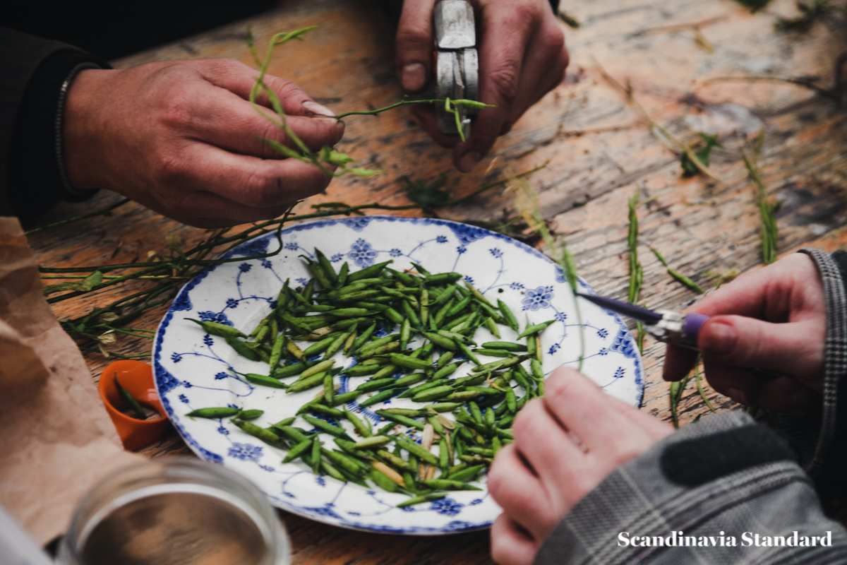 ostergro-copenhagn-rooftop-garden-cuttings-scandianvia-standard