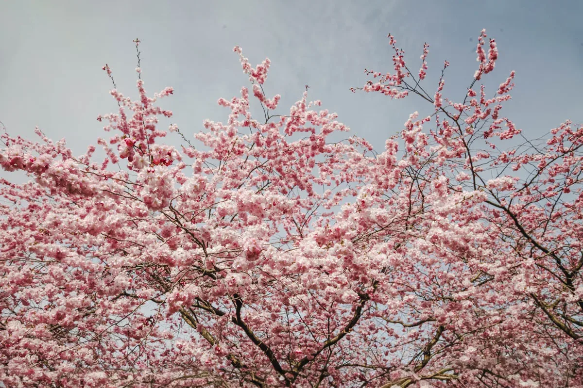 A pink blossoming tree against a blue sky.