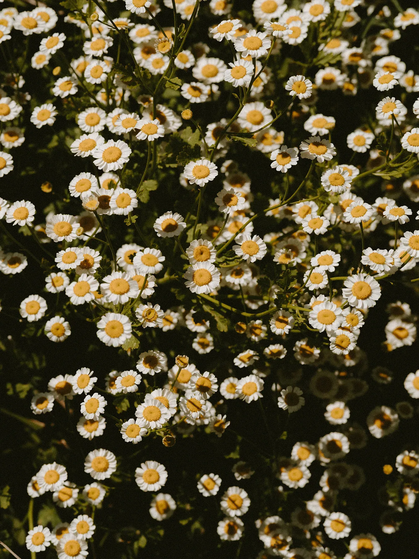A close up of white and yellow daisies.
