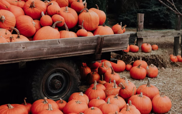 A truck full of pumpkins on a farm for Halloween.