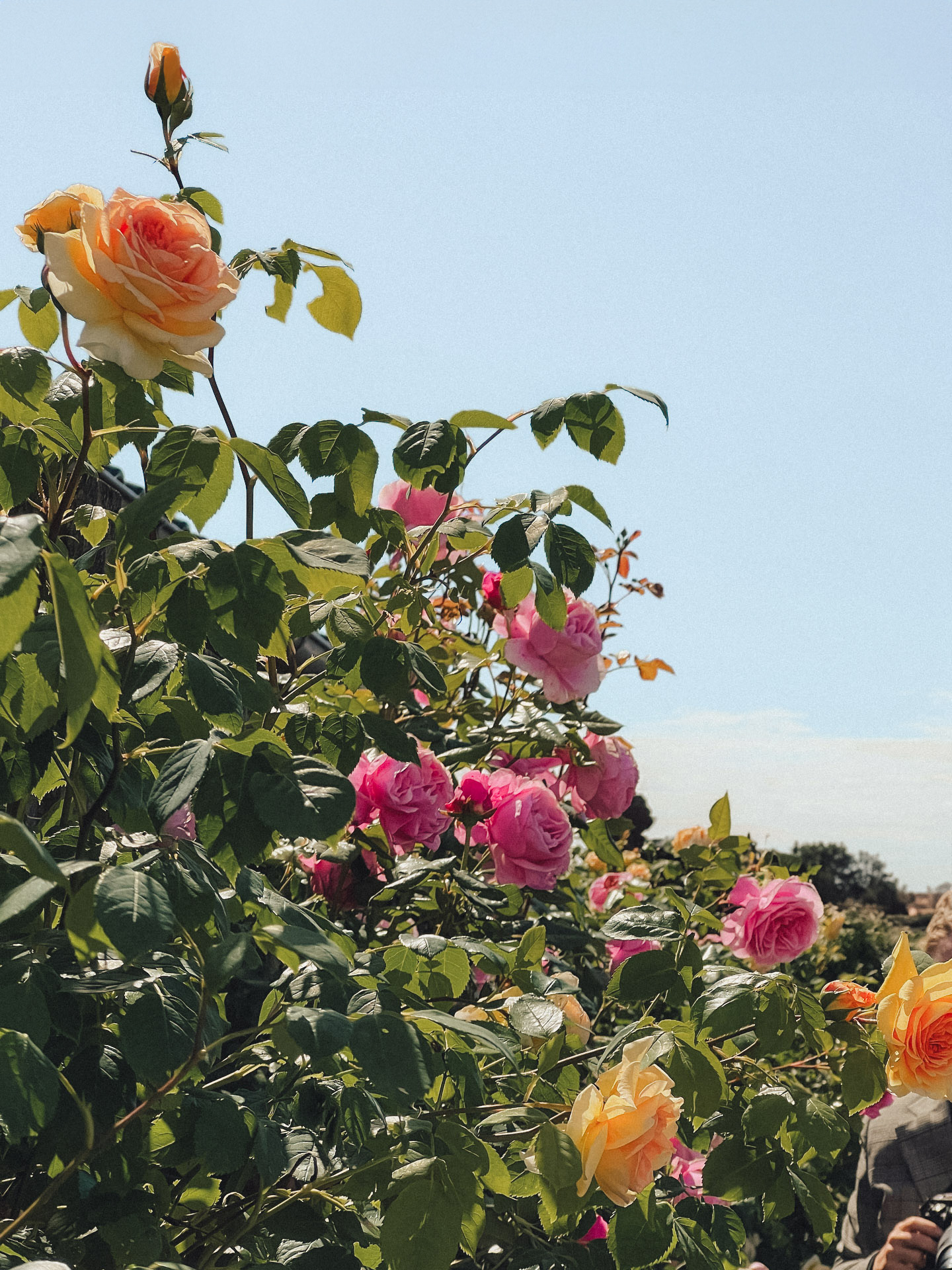 Bush with blooming pink and orange roses against a clear sky.