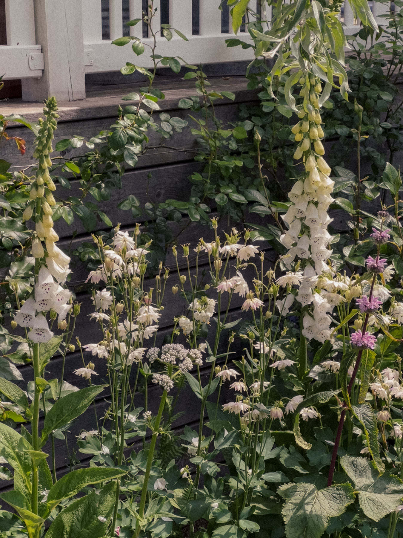 White foxglove flowers and other blooms growing in a lush garden beside a wooden fence and railing.