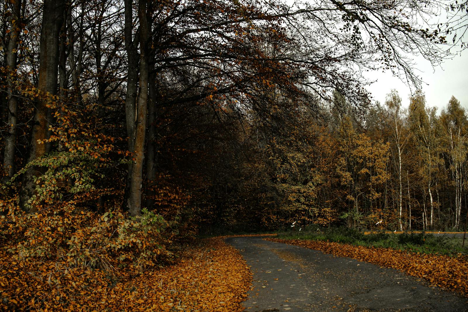 Nordic forest walking path