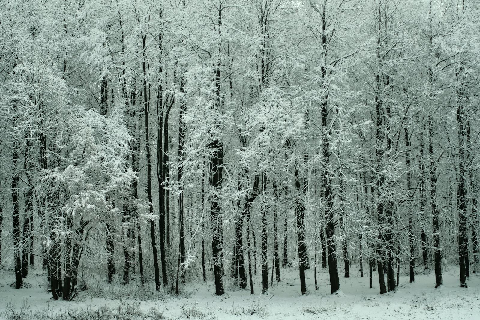 Nordic winter landscape