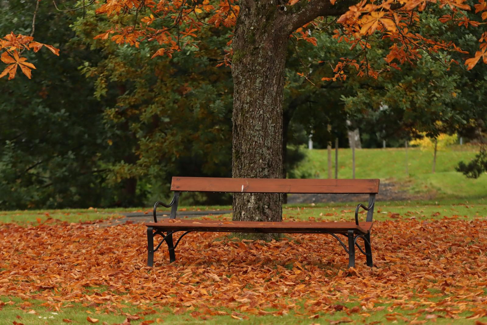 quiet Nordic park bench