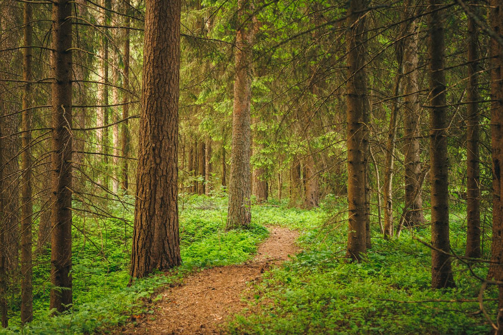 quiet Scandinavian forest path