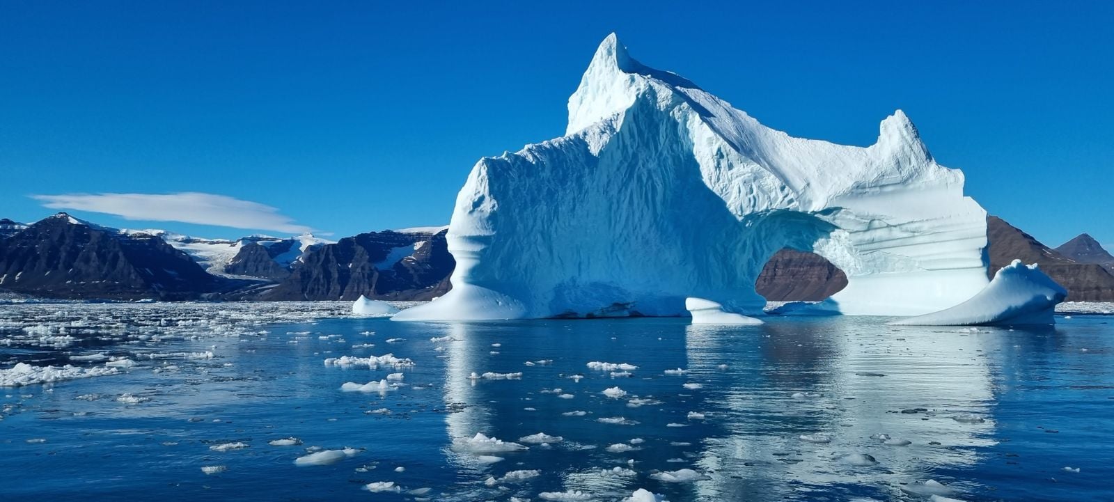 Greenland shark arctic
